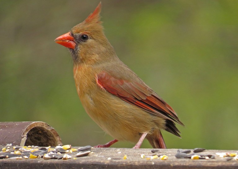 Northern Cardinal - female