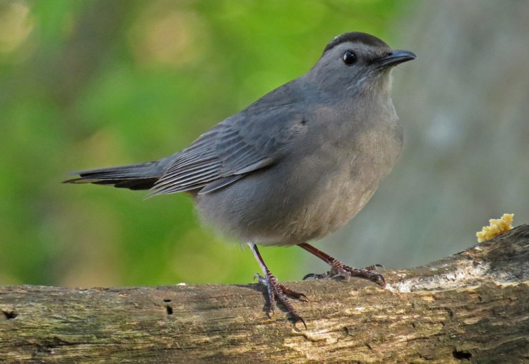 Gray Catbird making his first appearance of the season.