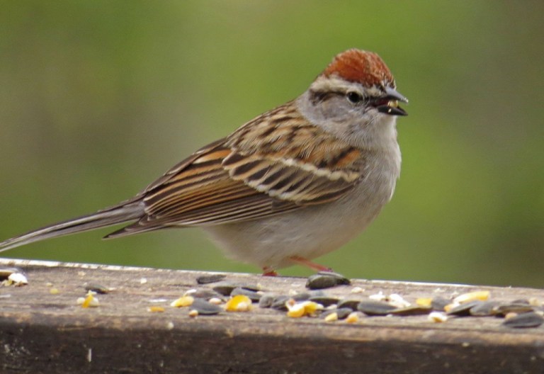 Chipping Sparrow