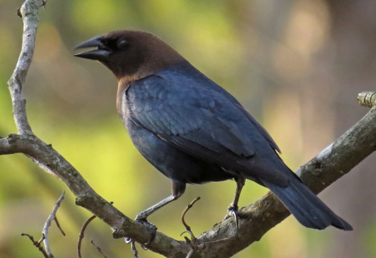 cowbird-a