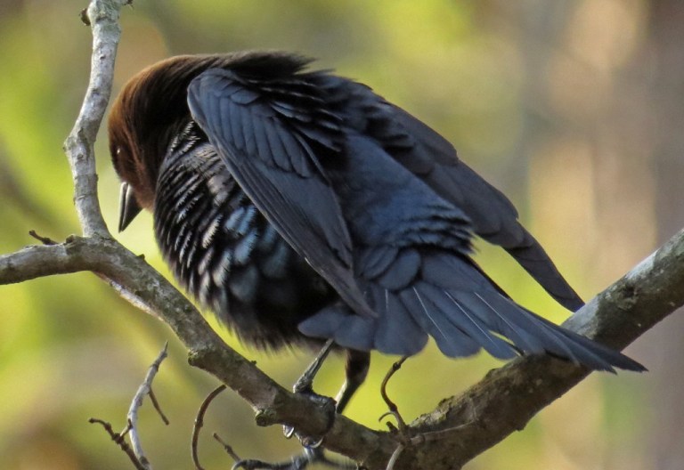 cowbird-b