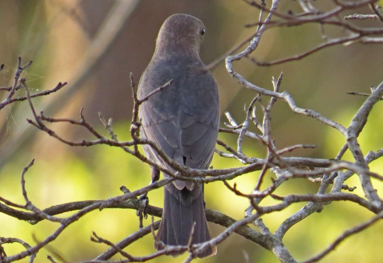 cowbird-c