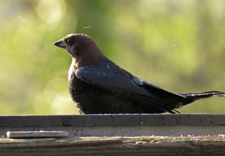 cowbird1