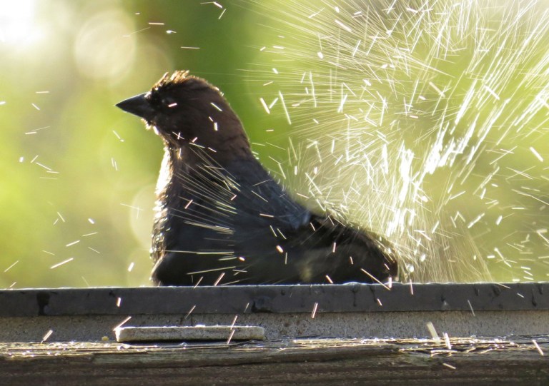 cowbird2