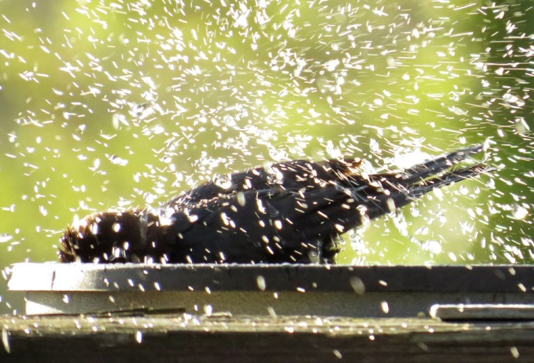 cowbird4