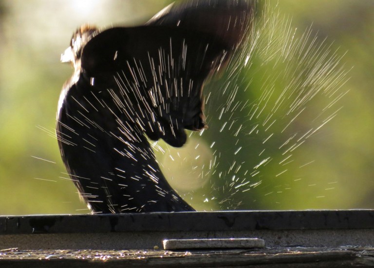 cowbird7