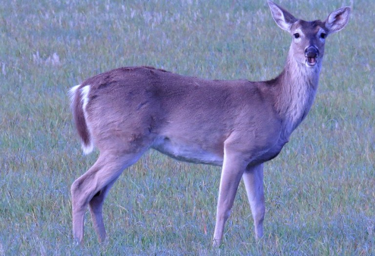 deer1