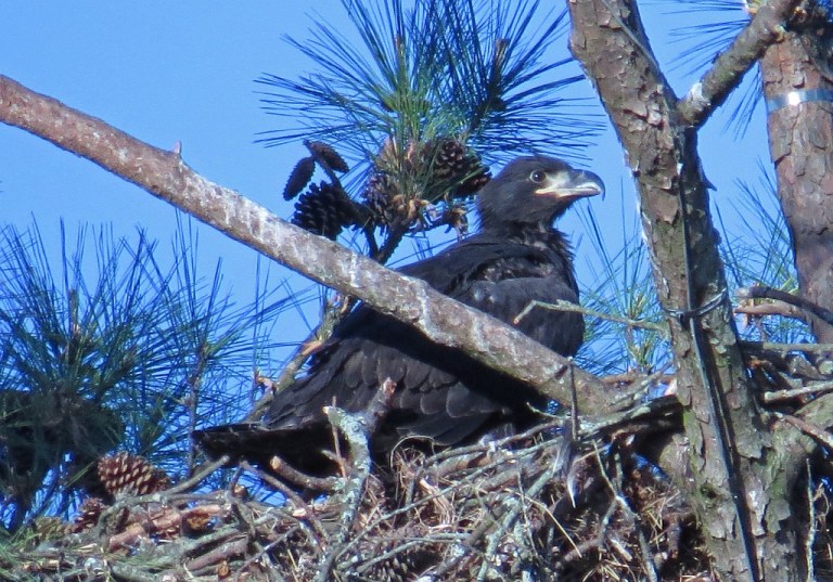 eaglet2