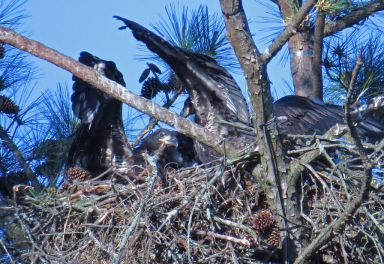 eaglet4