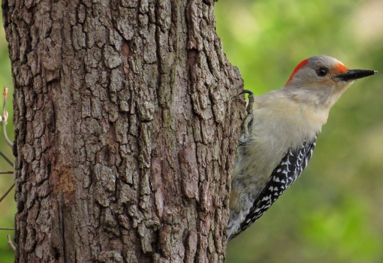 Red-bellied Woodpecker - female