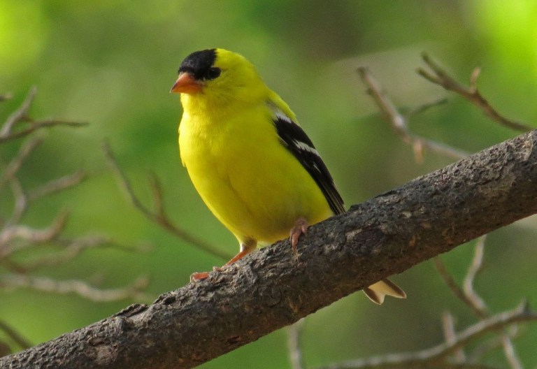 American Goldfinch in the early morning sun.