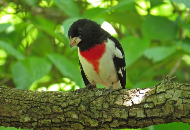 grosbeak1