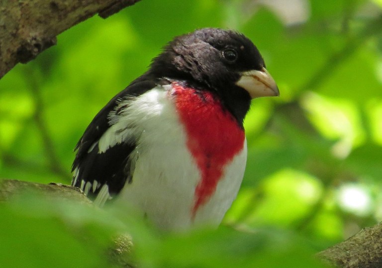 grosbeak10
