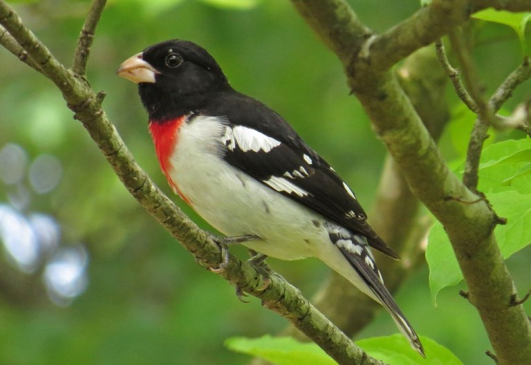 grosbeak11