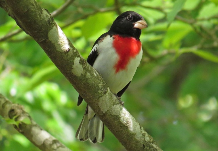 grosbeak1b
