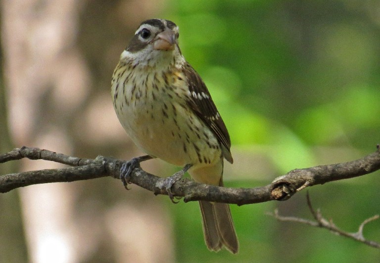 grosbeak3