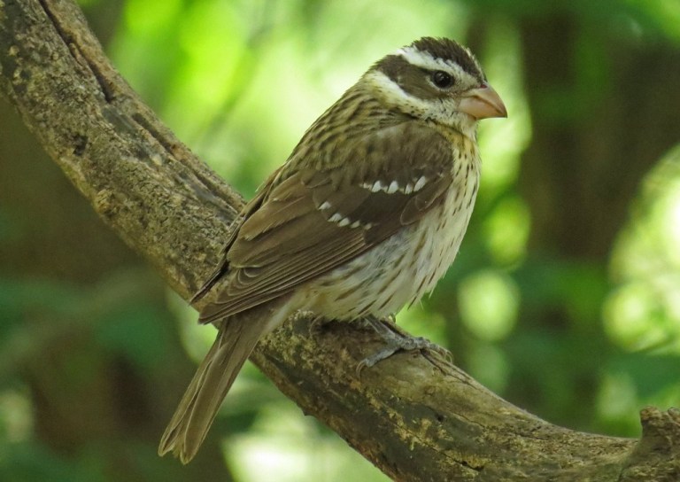 grosbeak4