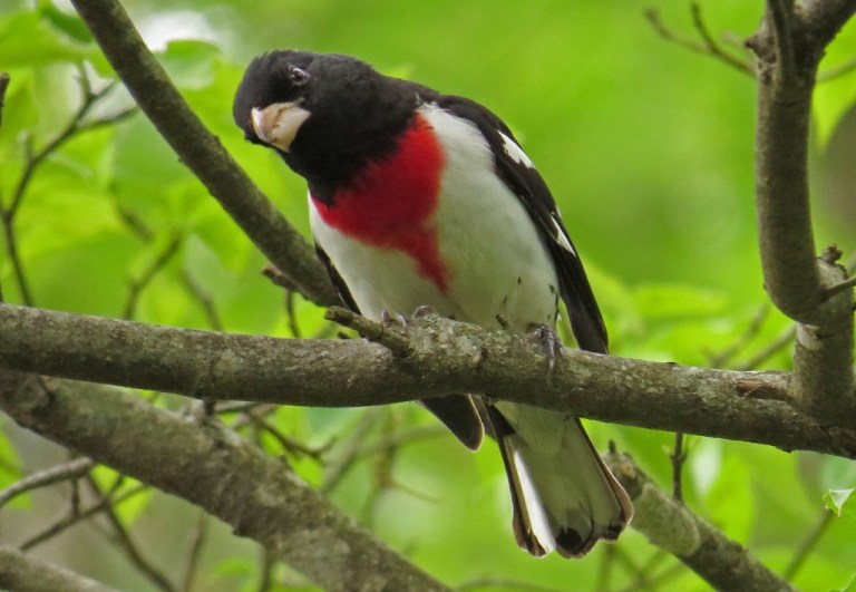 grosbeak5