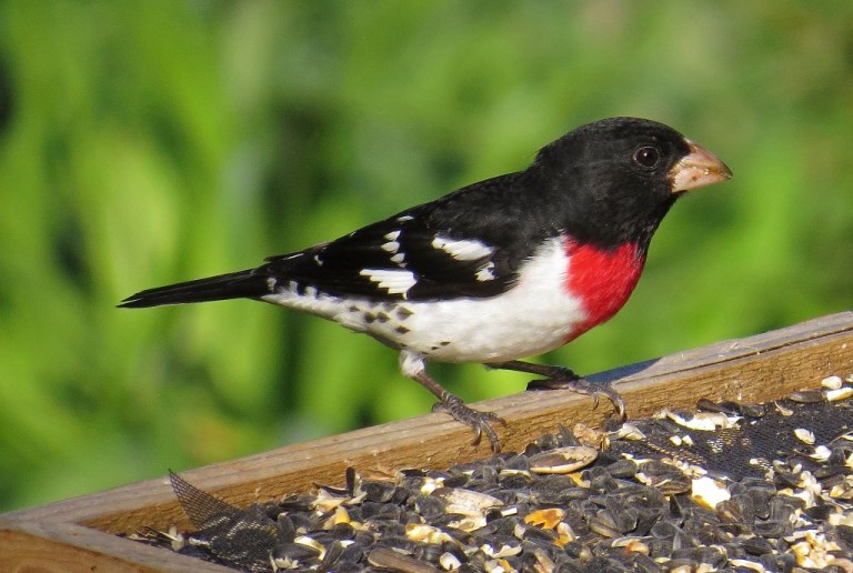 grosbeak6