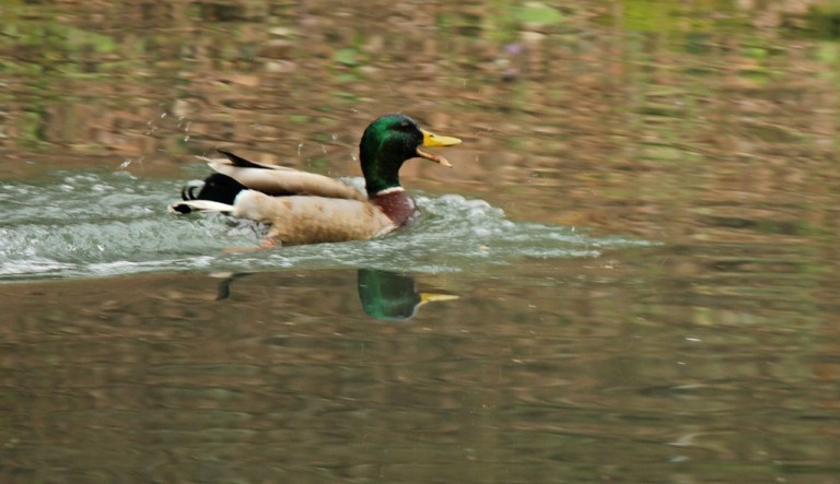 mallard3