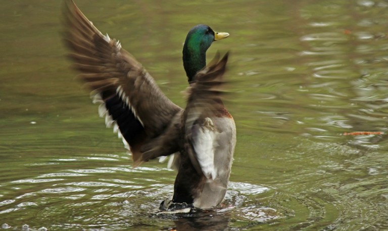 mallard4