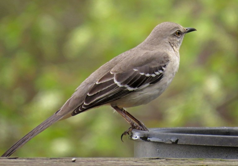 Northern Mockingbird