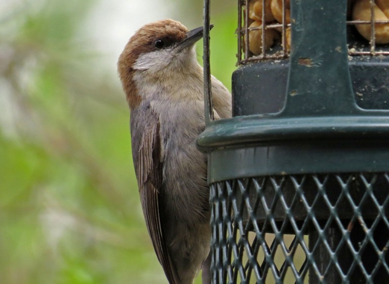 Brown-headed Nuthatch