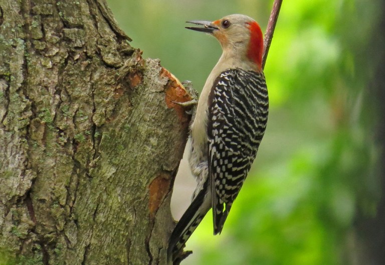 Female Red-bellied Woodpecker.  She made several trips to the feeder, so I am thinking she has a brood of babies.