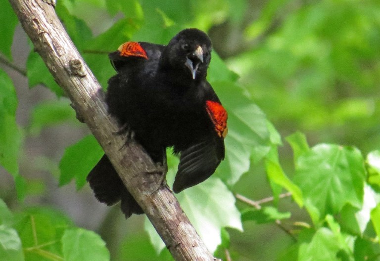 Red-winged Blackbird - I'm pretty sure he was fussing with the neighbor's cat.