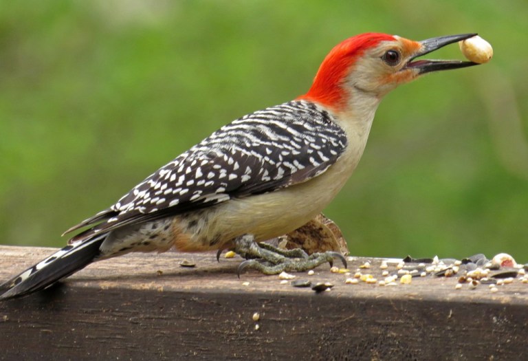 Red-bellied Woodpecker