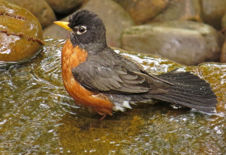 American Robin enjoying a refreshing bath in the fountain.