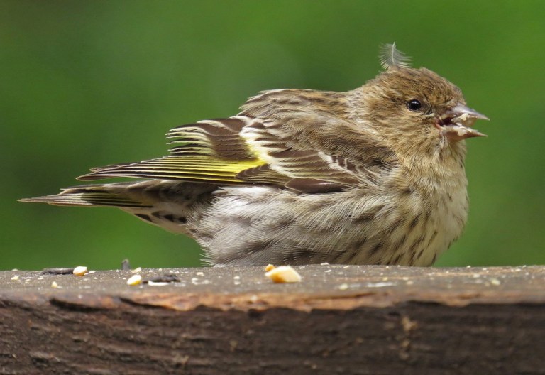 Young Pine Siskin - first fledgling photo of the spring.