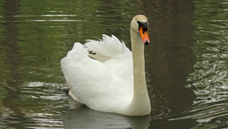 swan3