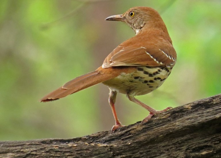 Brown Thrasher dropping in for a bite to eat.