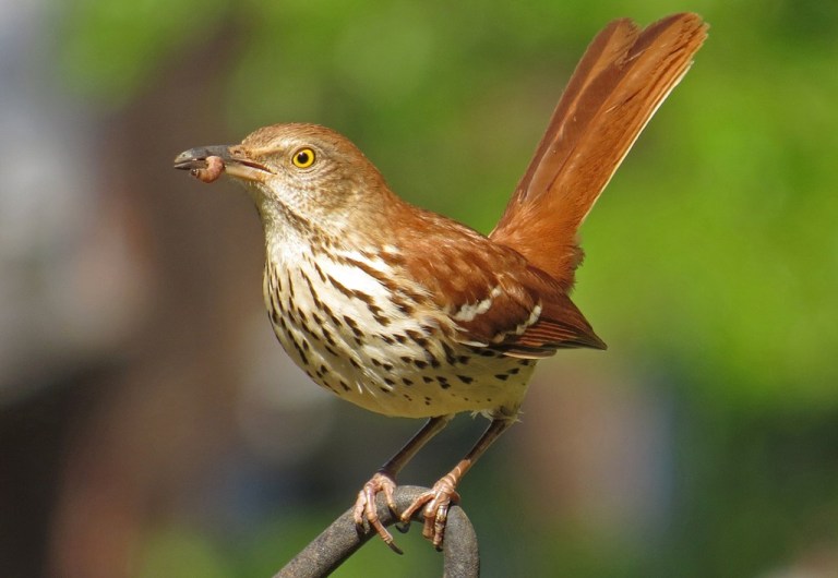 Brown Thrasher grabbing a bit of grub.