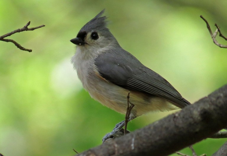 titmouse1
