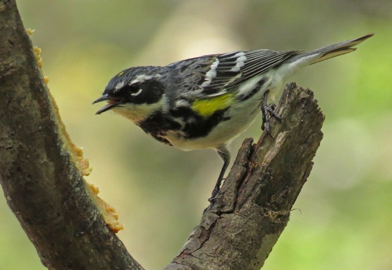 Yellow-rumped Warbler.  His colors have really darkened up since fall.