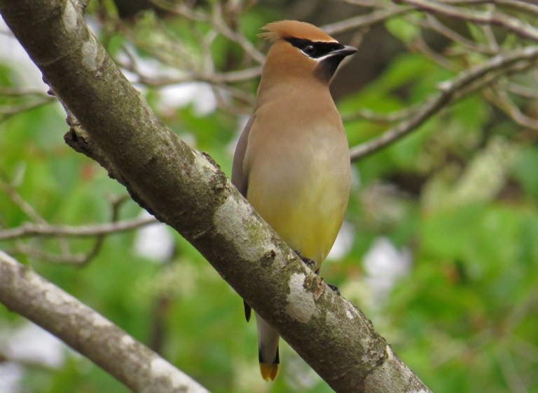 Cedar Waxwing