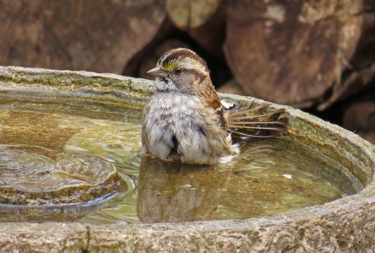 White-throated Sparrow