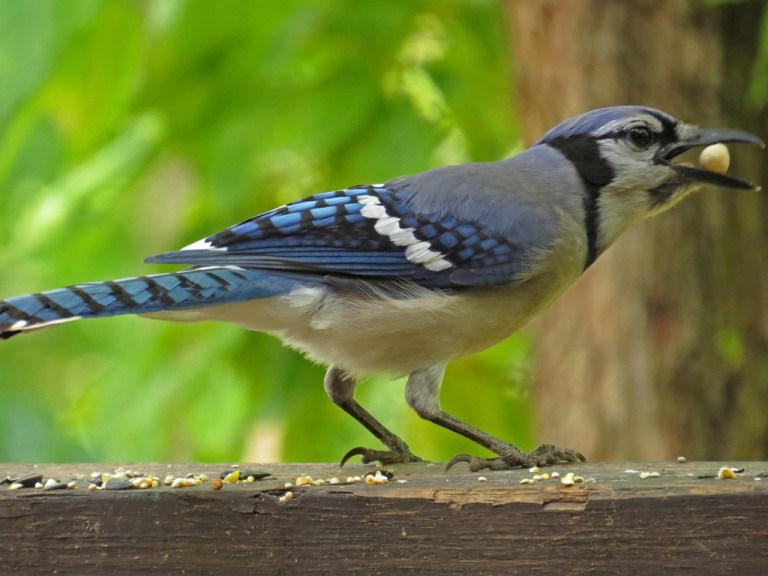blue jay