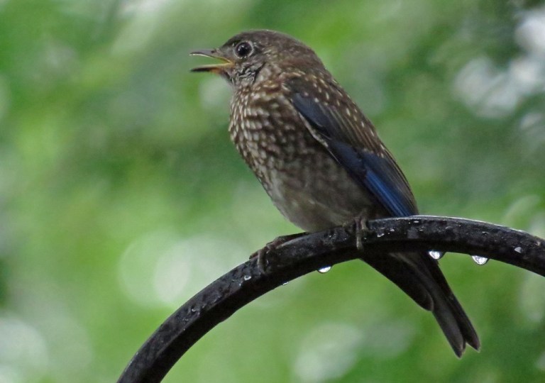 bluebird2
