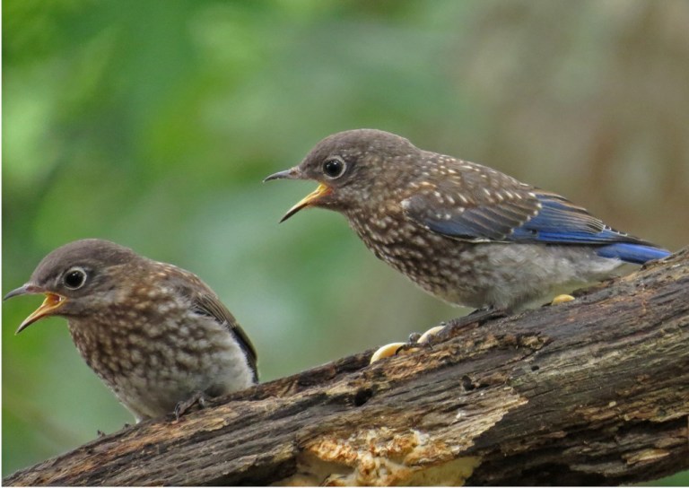 bluebird8