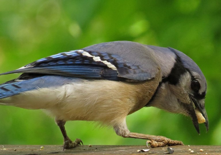 Blue Jay