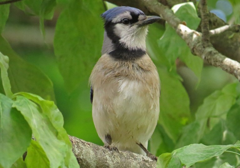 Blue Jay that looks like he took a bath in chocolate milk.