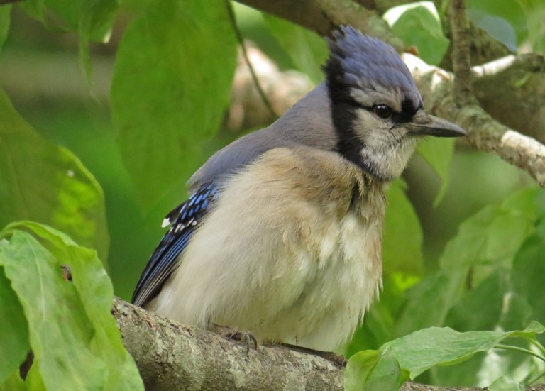 The same Blue Jay sporting the "asparagus head" look.