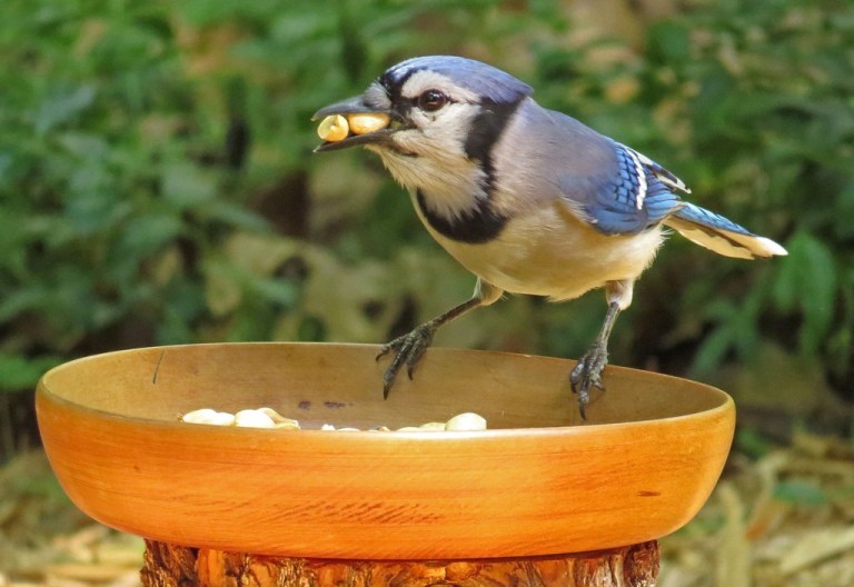 bluejay3