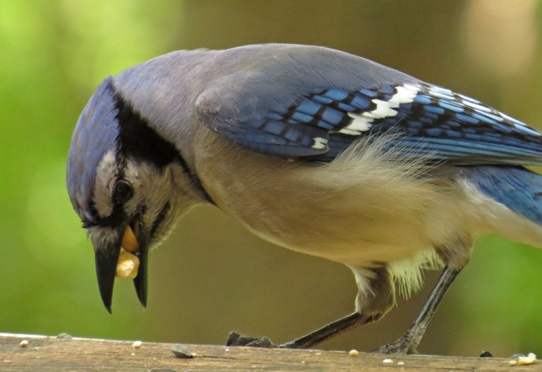 Stopping in for a peanut...or two...