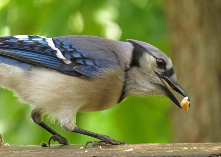And...more peanuts...