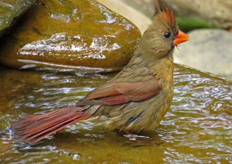 Female Northern Cardinal