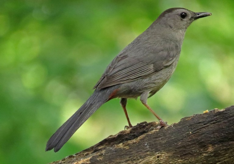 Gray Catbird